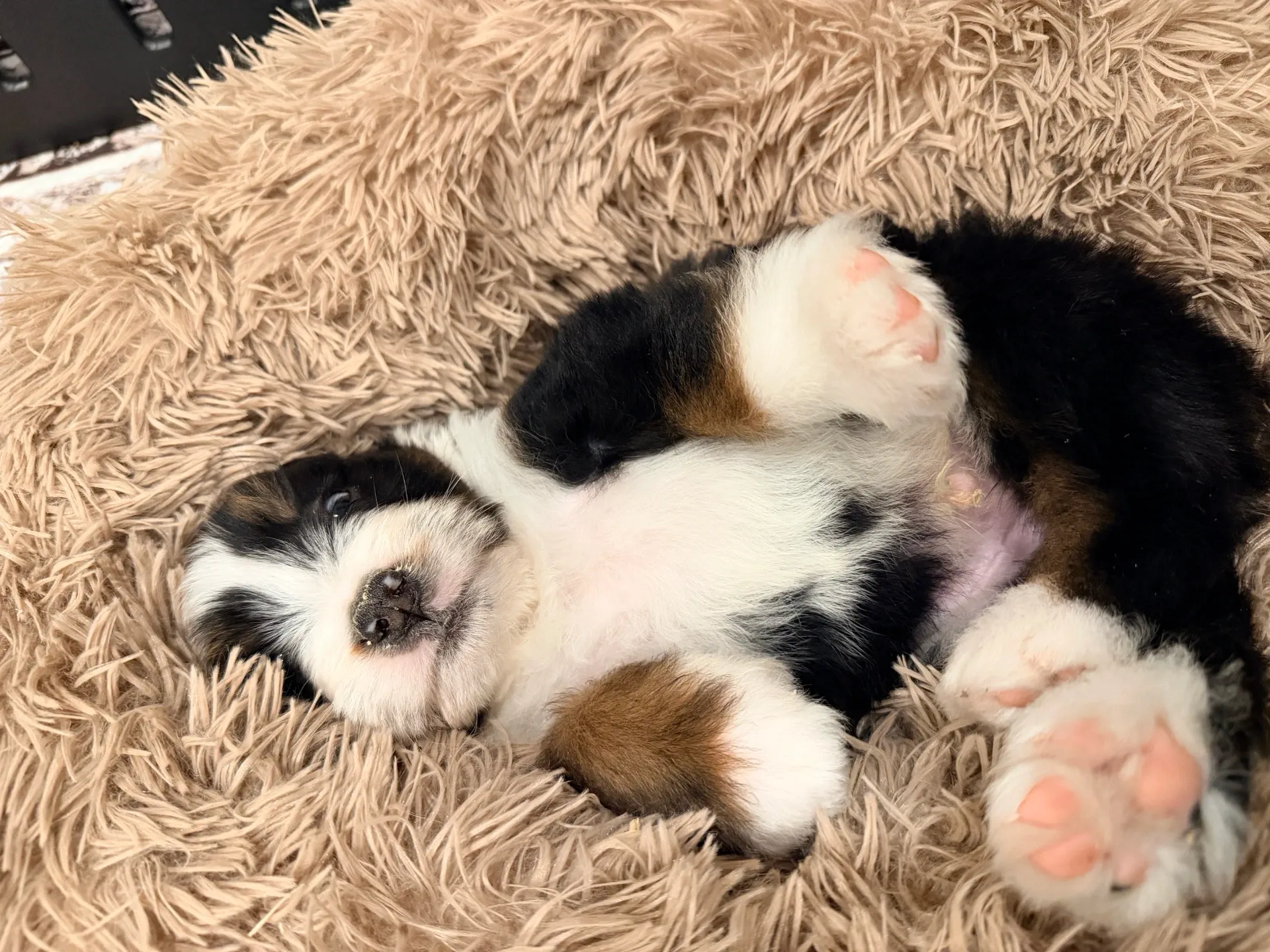 Bernedoodle puppy on her back showing her round, full belly.