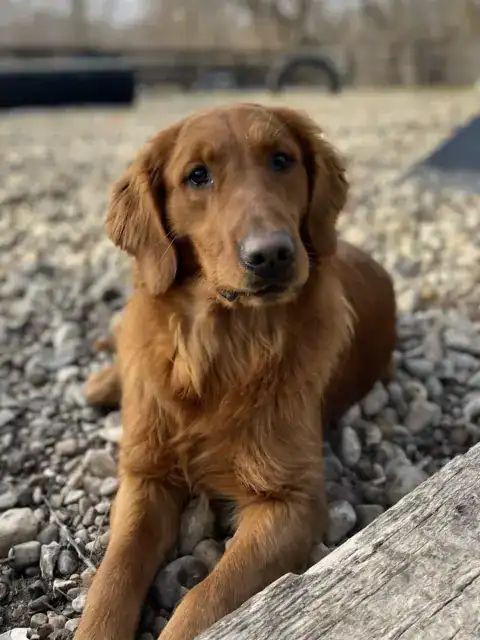 Purebred Golden Retriever