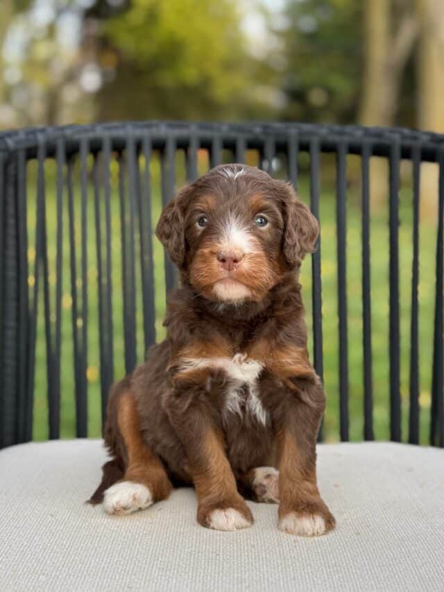 bernedoodle puppy