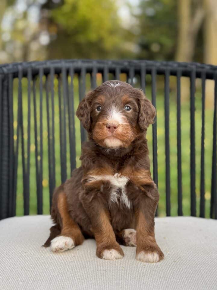 bernedoodle puppy