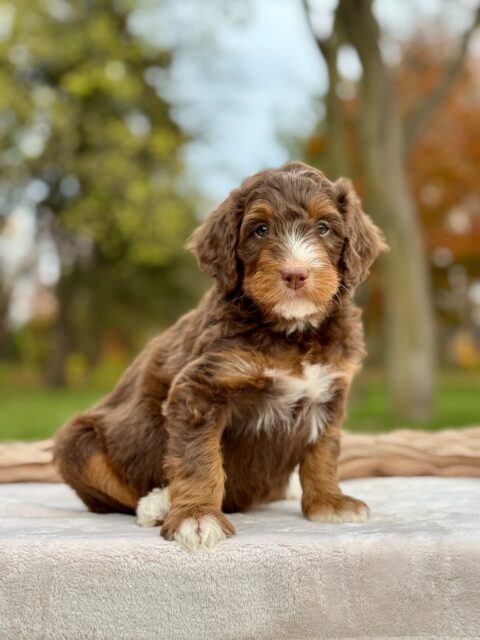 bernedoodle puppy