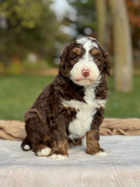 bernedoodle puppy