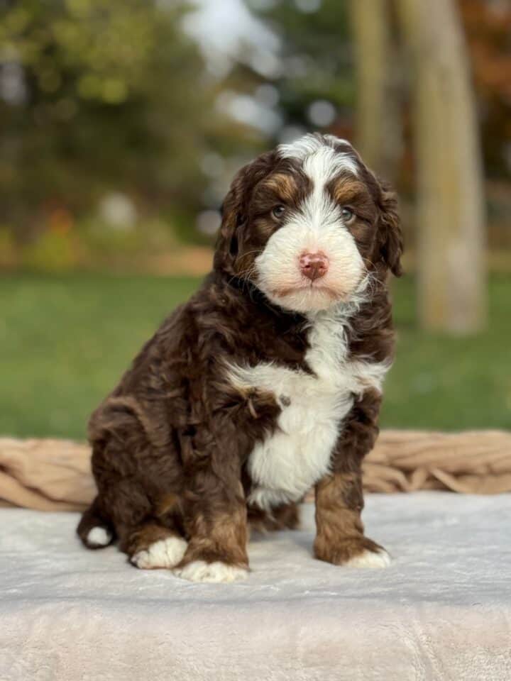 bernedoodle puppy