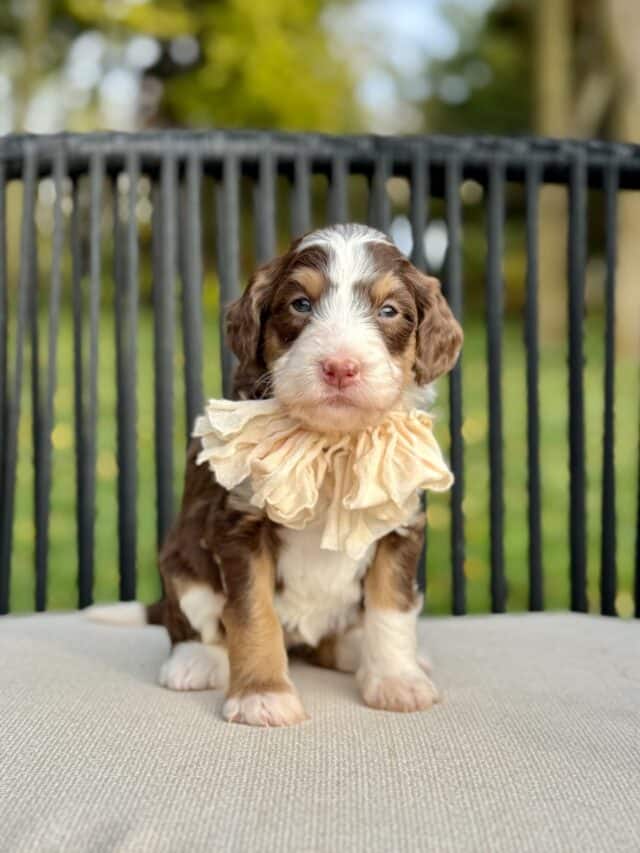 bernedoodle puppy