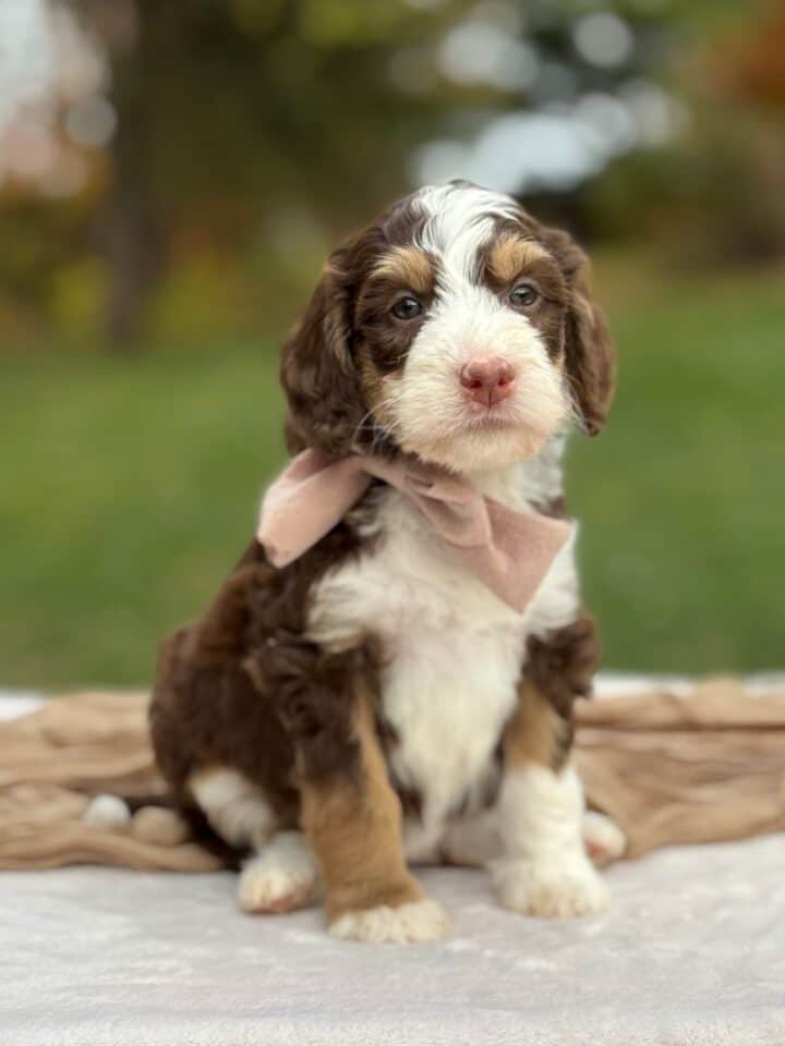 bernedoodle puppy