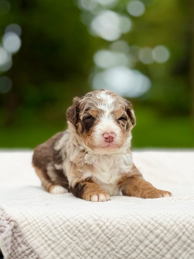 bernedoodle puppy