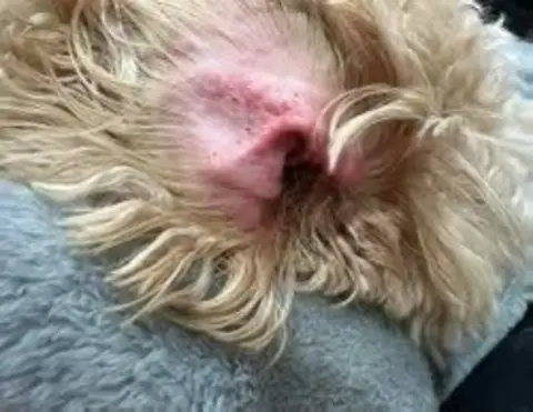 First stage of infection in a Bernedoodle's ear is redness.