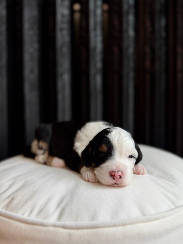bernedoodle puppy