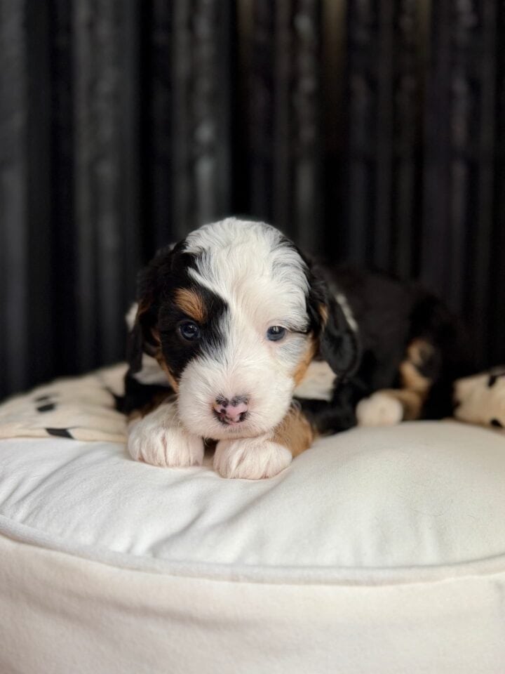 bernedoodle puppy