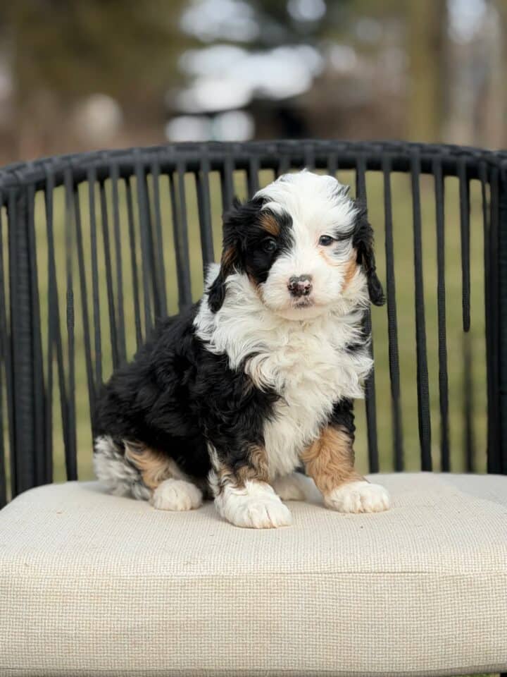 bernedoodle puppy