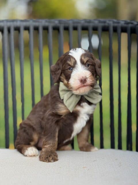 bernedoodle puppy