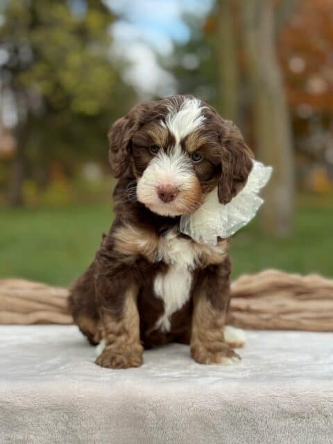 bernedoodle puppy