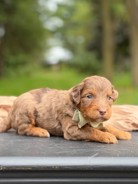 bernedoodle puppy