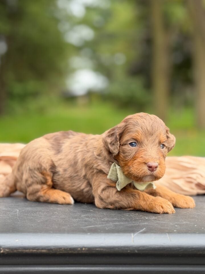 bernedoodle puppy