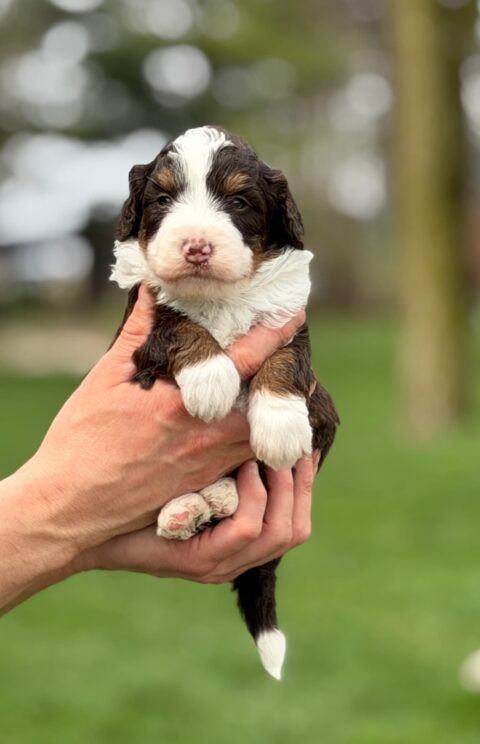 bernedoodle puppy