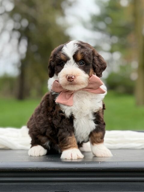 bernedoodle puppy
