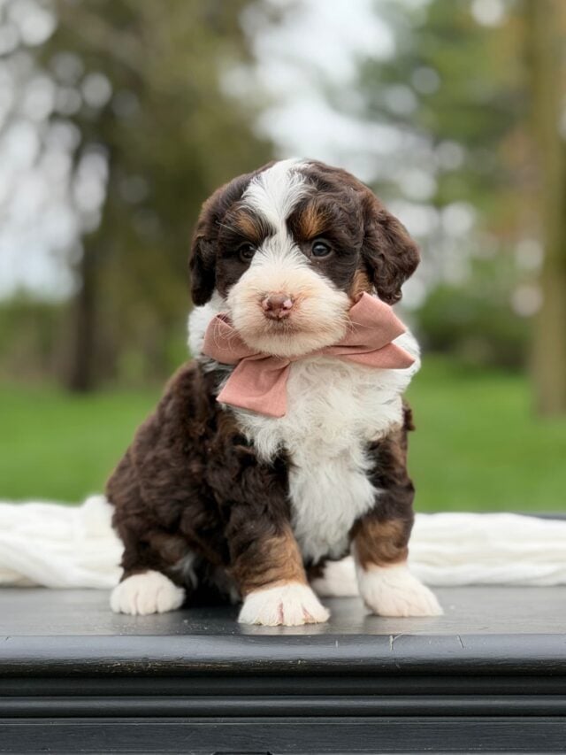 bernedoodle puppy