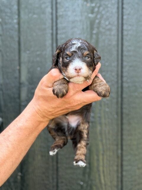 bernedoodle puppy