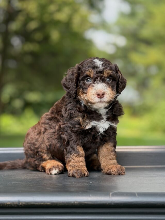 bernedoodle puppy