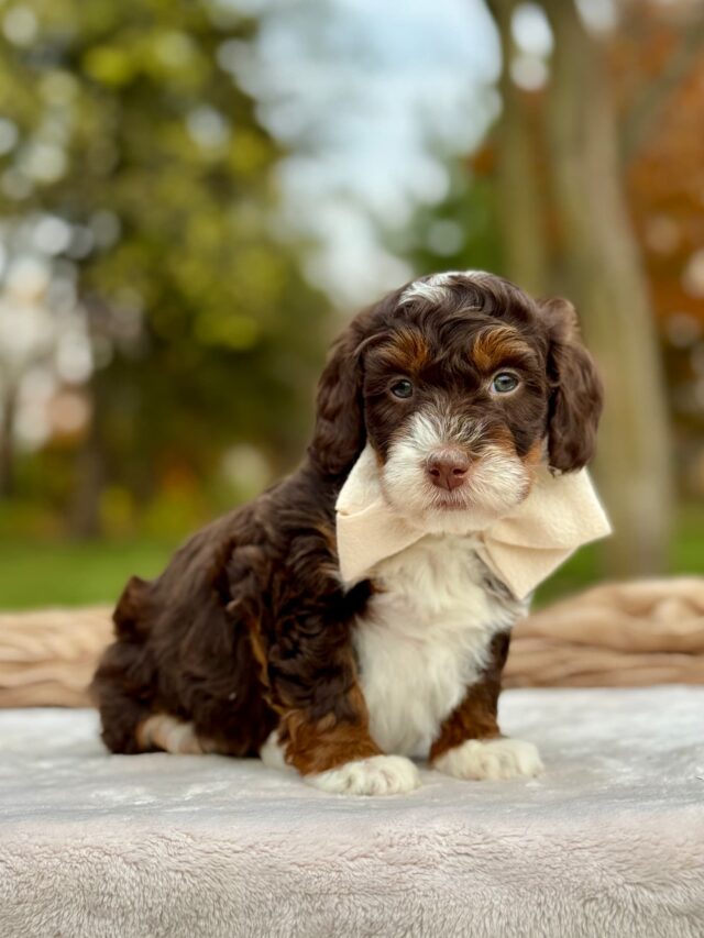 bernedoodle puppy
