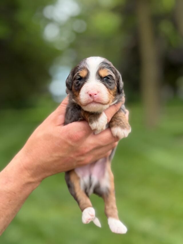 bernedoodle puppy