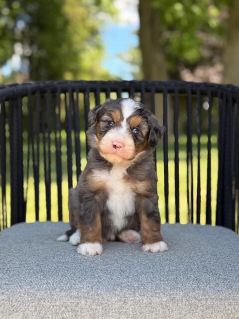 bernedoodle puppy