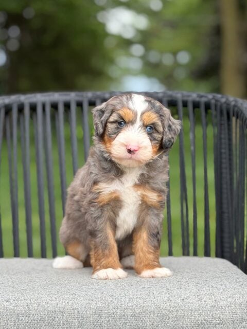 bernedoodle puppy