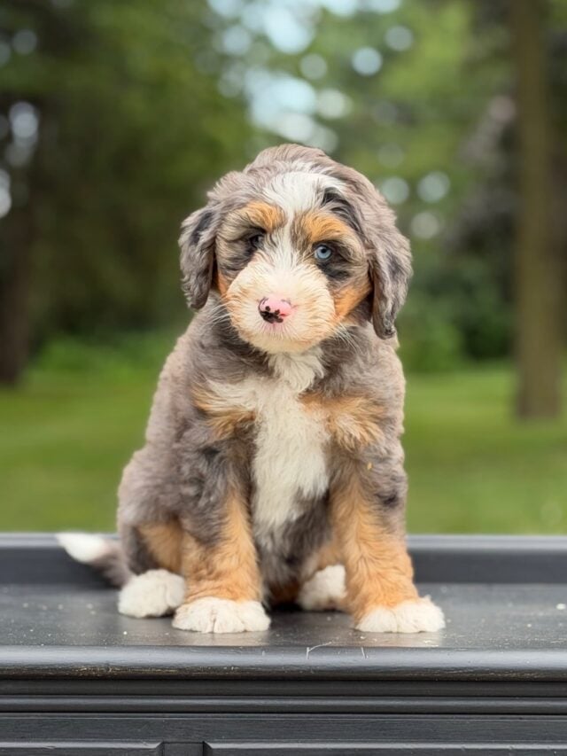 bernedoodle puppy