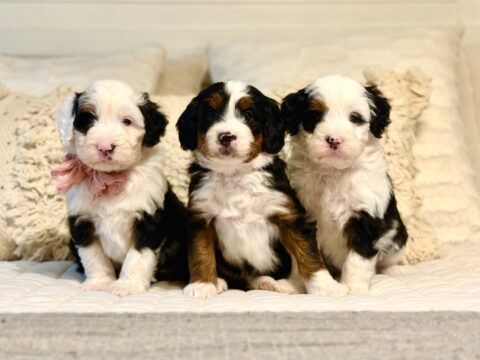 bernedoodle puppies