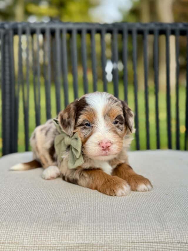 bernedoodle puppy
