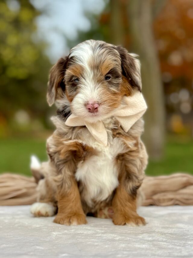 bernedoodle puppy