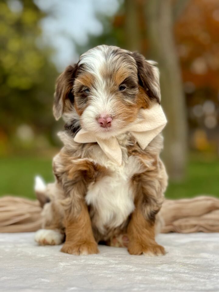 bernedoodle puppy