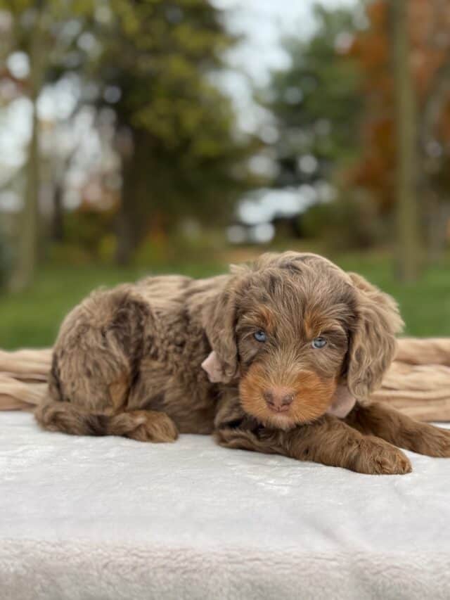 bernedoodle puppy