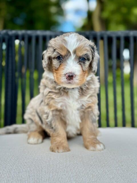 bernedoodle puppy