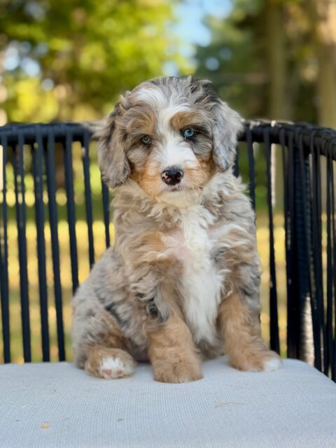 bernedoodle puppy