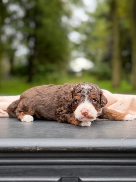 bernedoodle puppy