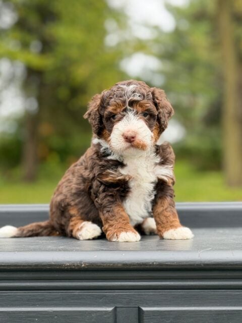 bernedoodle puppy