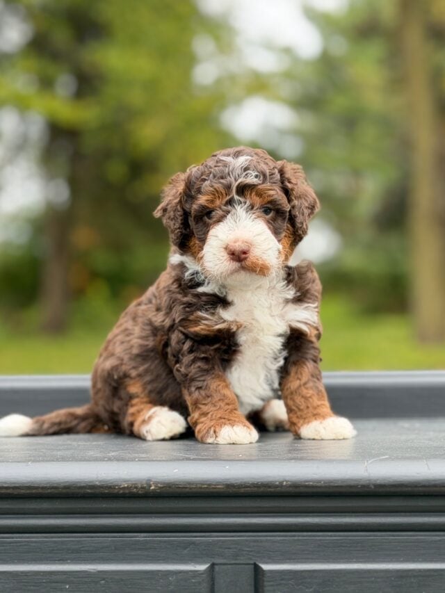 bernedoodle puppy