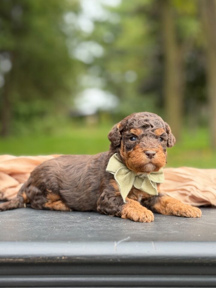 bernedoodle puppy