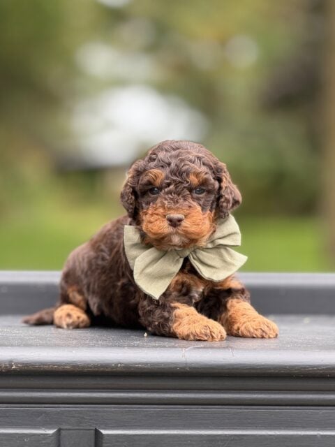 bernedoodle puppy