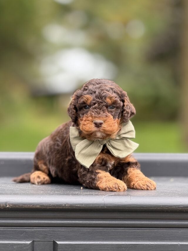 bernedoodle puppy