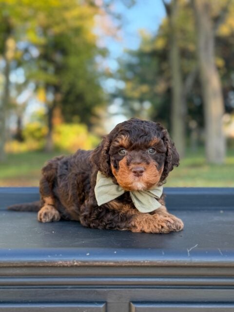 bernedoodle puppy