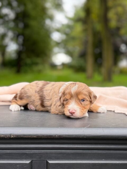 bernedoodle puppy