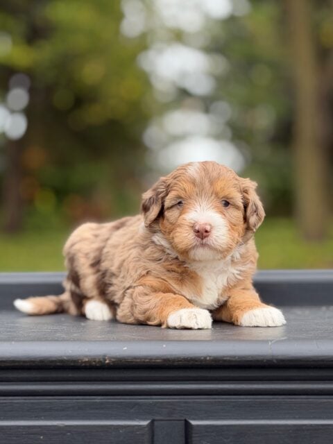 bernedoodle puppy
