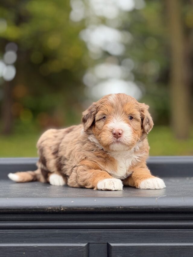 bernedoodle puppy