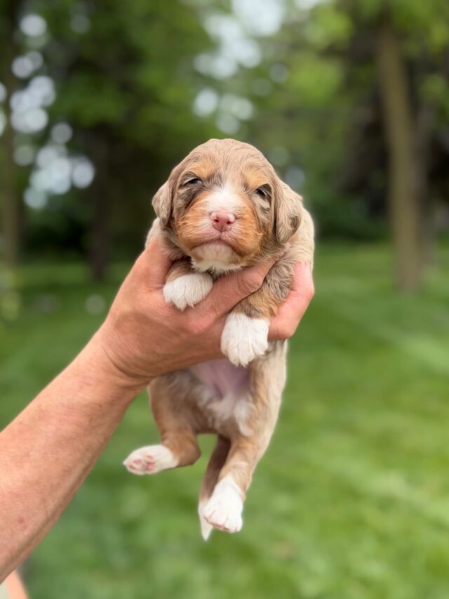 bernedoodle puppy