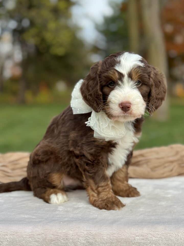 bernedoodle puppy