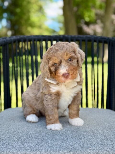 bernedoodle puppy