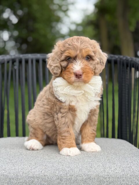 bernedoodle puppy