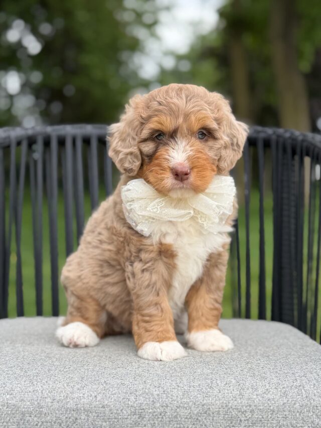 bernedoodle puppy